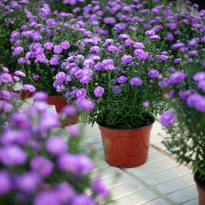 5" Alsip Grown Aster - Assorted Colors