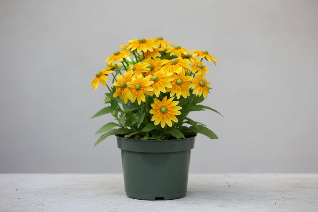 Rudbeckia Black Eyed Susan Prarie Sun - 8" Potted Perennial