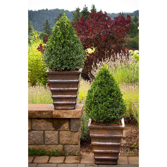 Boxwood Shrub, Green Mountain, BB 15-18"