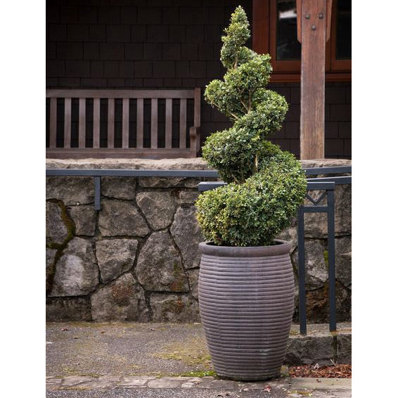 Boxwood Shrub, Green Mountain, BB 15-18"