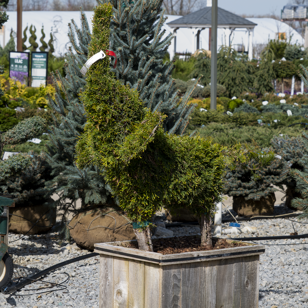 Elephant Arborvitae (Topiary) - Thuja occidentalis - Boxed Evergreen