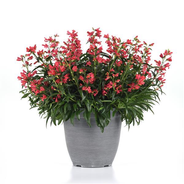 Penstemon Beardtongue Rock Candy Coral - 8" Potted Perennial