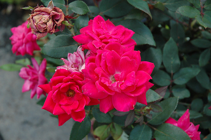 Rose Double KO Red - 3 Gallon Pot