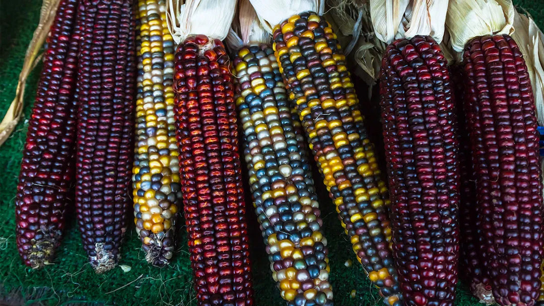Native Corn-3 Ear