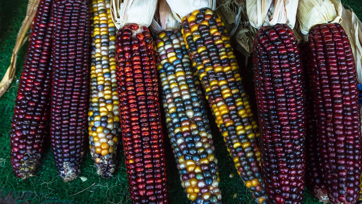 Native Corn-3 Ear