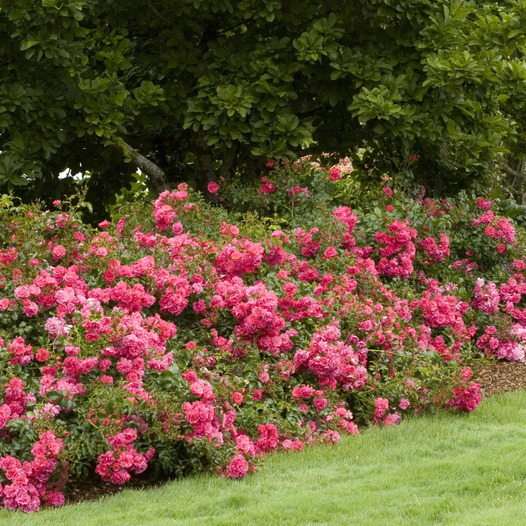 Rose, Flower Carpet® Pink Flowering Shrub, 2 Gallon Container