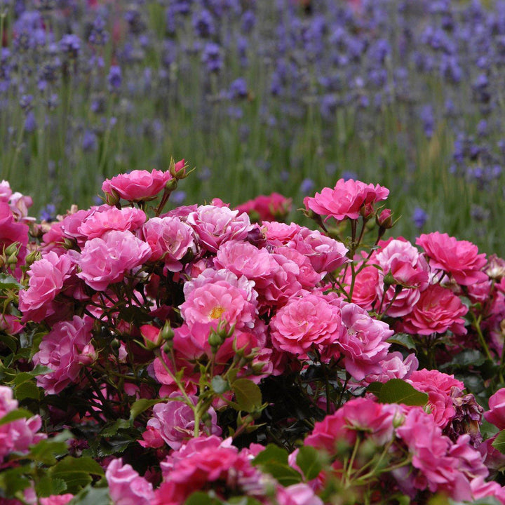 Rose, Flower Carpet® Pink Flowering Shrub, 2 Gallon Container