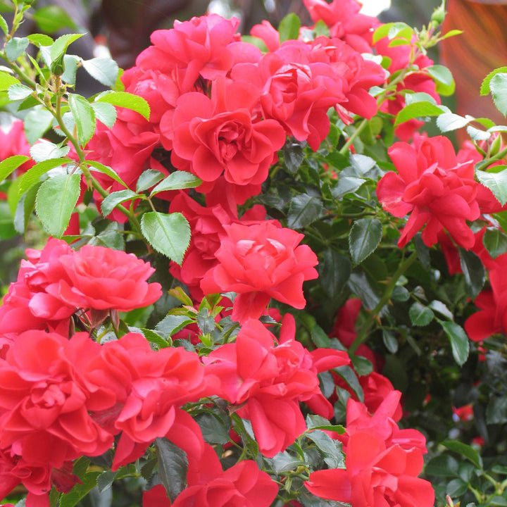 Rose, Flower Carpet® Scarlet Flowering Shrub, 2 Gallon Container