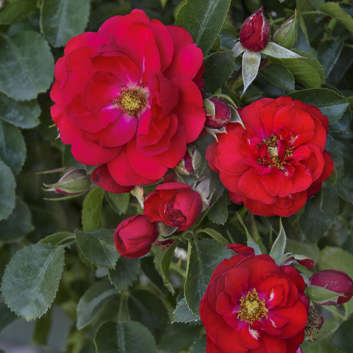 Rose, Flower Carpet® Scarlet Flowering Shrub, 2 Gallon Container