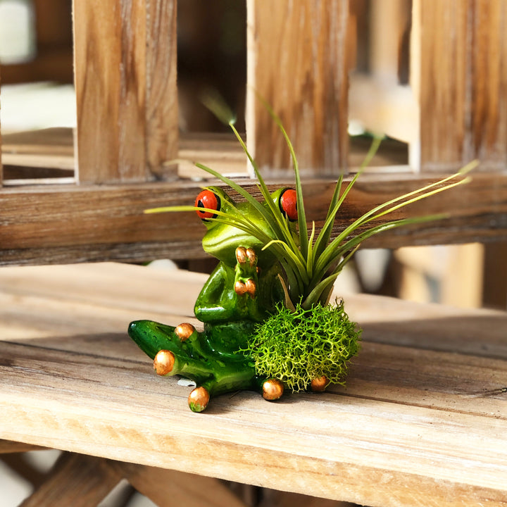 Airplant with Yoga Frog (Varieties Vary)