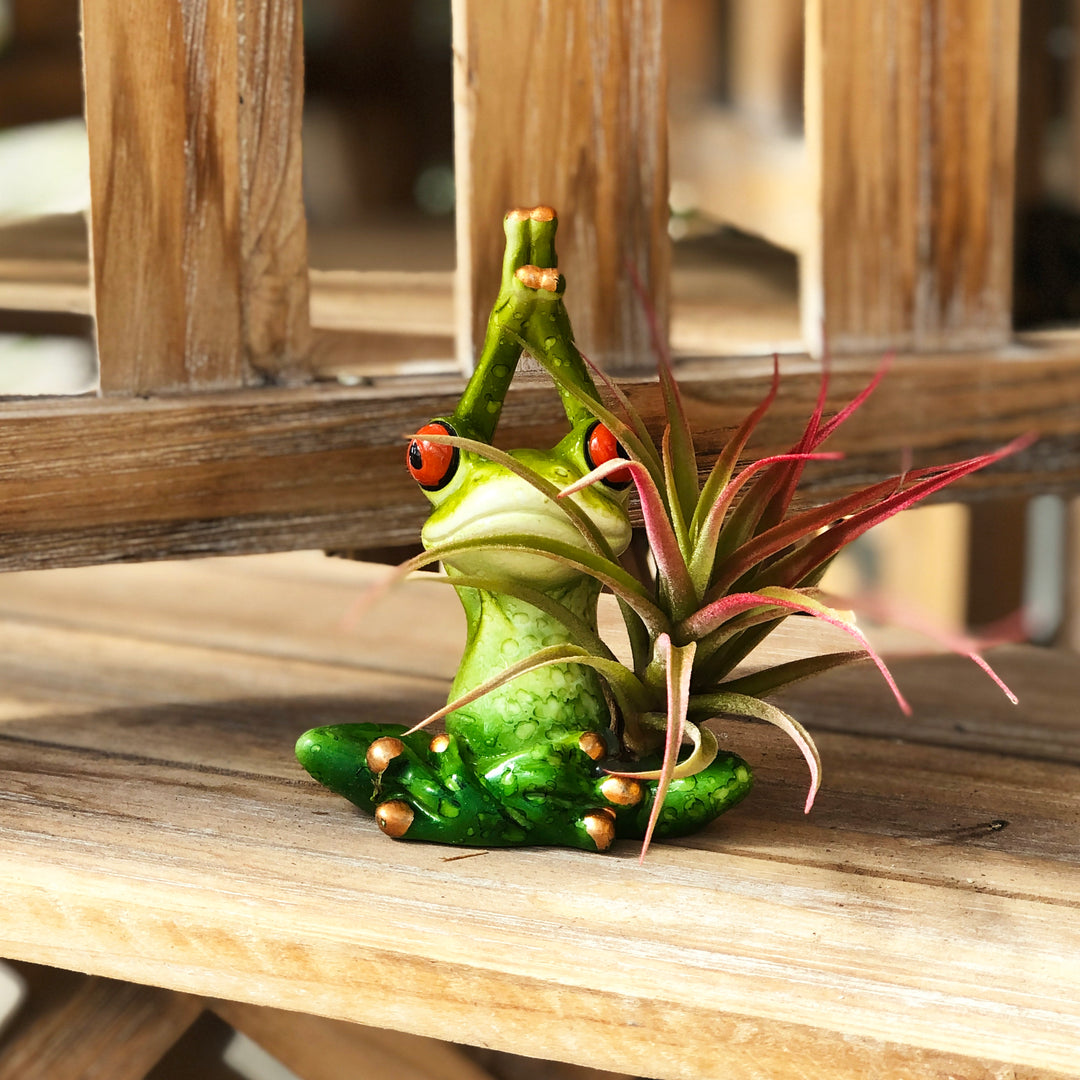 Airplant with Yoga Frog (Varieties Vary)