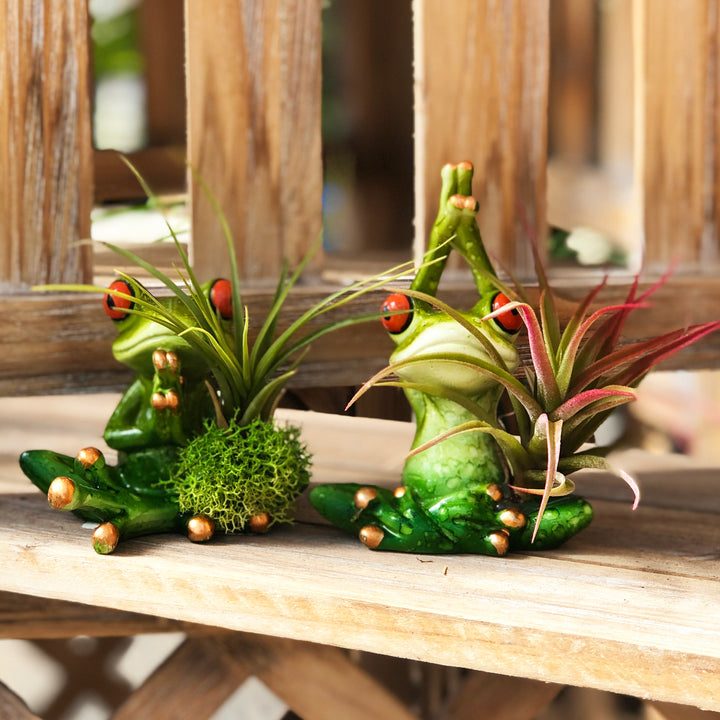 Airplant with Yoga Frog (Varieties Vary)