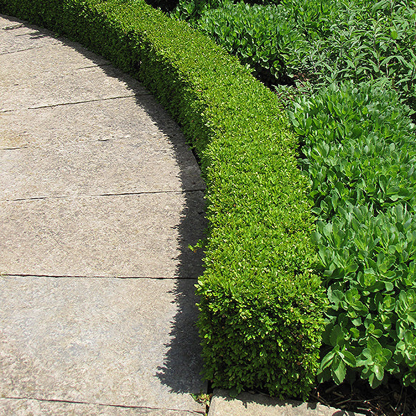 Boxwood Shrub, Green Velvet, BB 18-21"