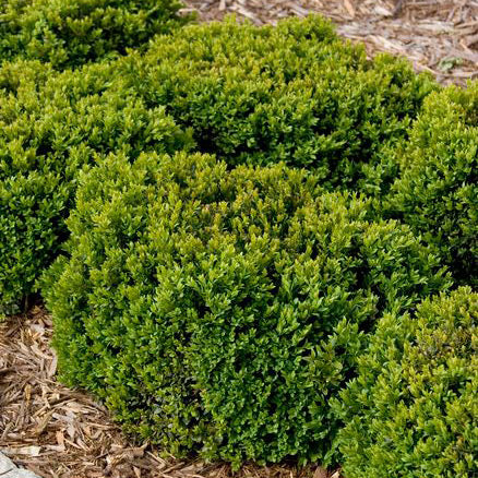 Boxwood Shrub, Green Velvet, BB 18-21"