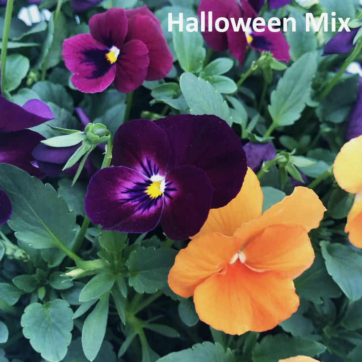 Fall Pansy, 6 Pack