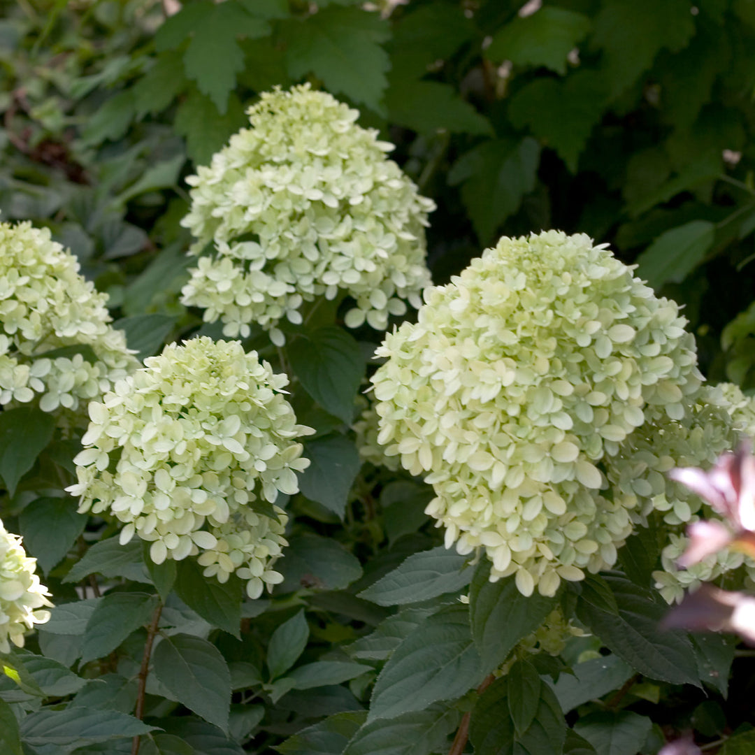 Hydrangea, Little Lime Flowering Shrub, 3 Gallon Container