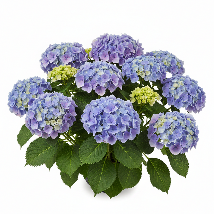 Hydrangea Macrophylla Let's Dance Sky View - 8" Pot