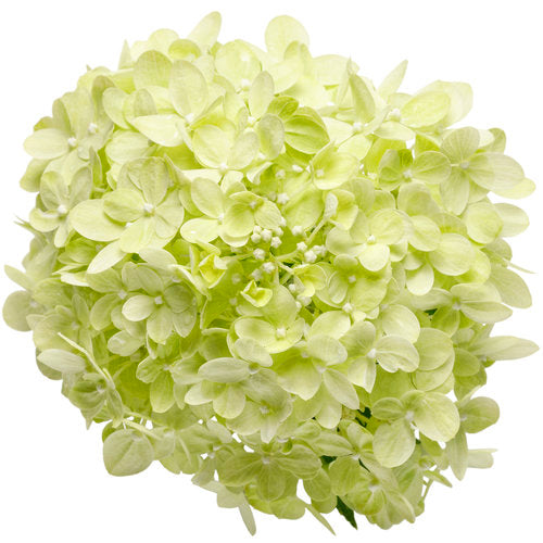 Hydrangea, Little Lime Flowering Shrub, 3 Gallon Container