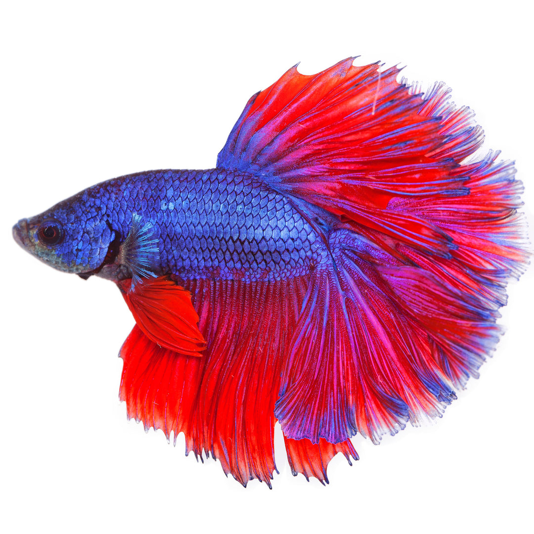 Male Betta Fish – Alsip Nursery