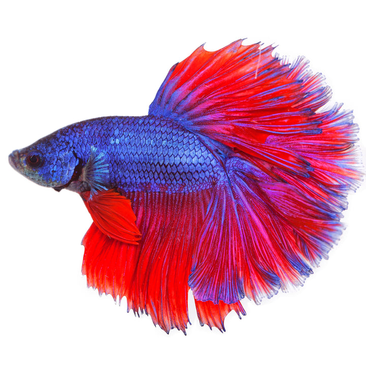 Male Betta Fish