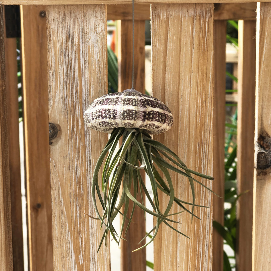 Tillandsia Jellyfish (Varieties Vary), Live Plant 4 in. Pot