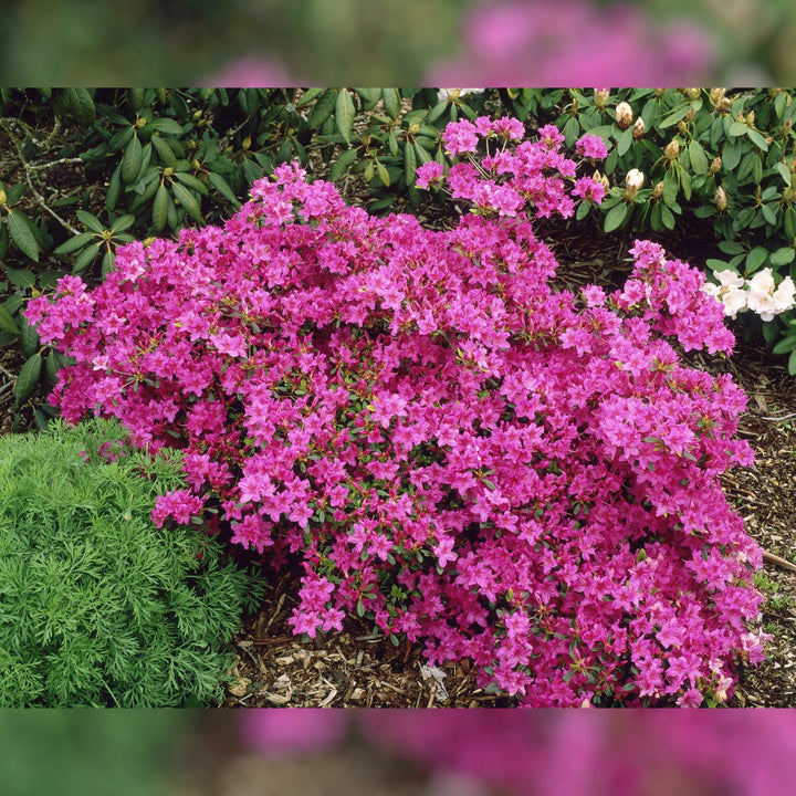 Azalea, Karen Flowering Shrub, 3 Gallon Container