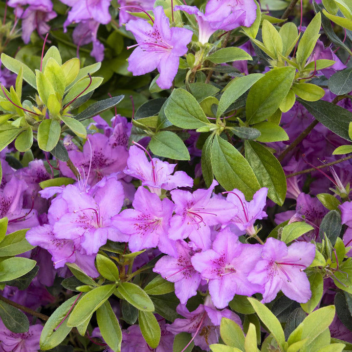 Azalea, Karen Flowering Shrub, 3 Gallon Container