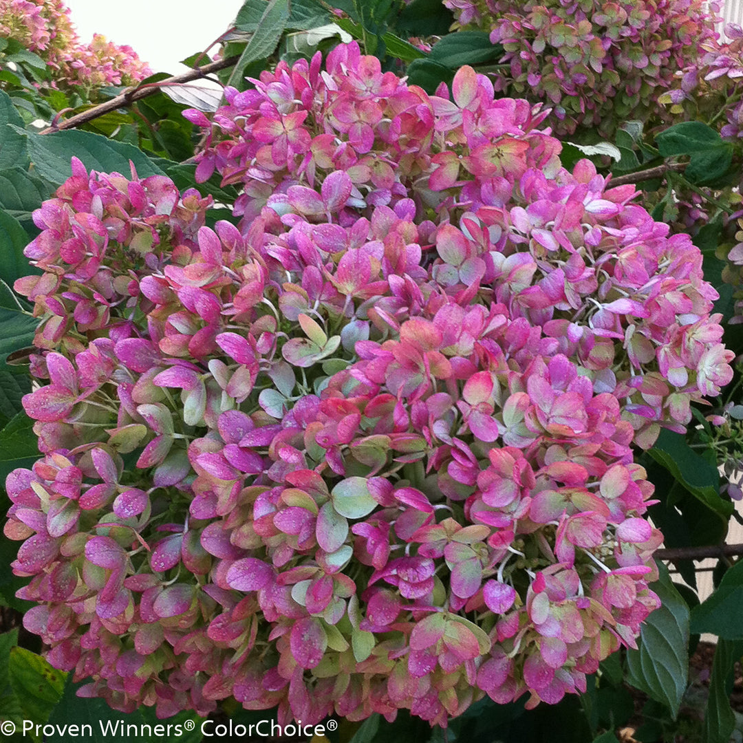 Hydrangea, Little Lime Flowering Shrub, 3 Gallon Container