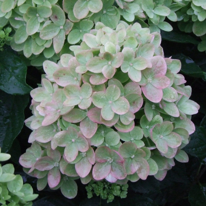 Hydrangea, Little Lime Flowering Shrub, 3 Gallon Container