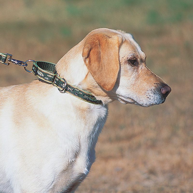 Lupine Dog Collar, 3/4" Wide, 10"-14" Combo Martingale Training, Puppy Love