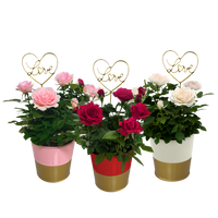 Mini Roses in Gold Love Tin with Pick - Assorted & Sold Separately