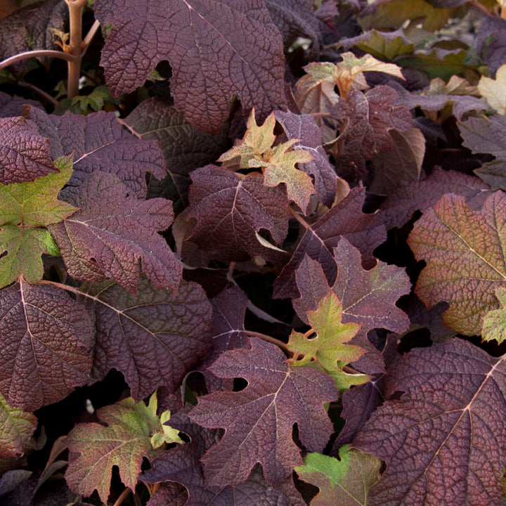 Hydrangea, Oakleaf Flowering Shrub, 3 Gallon Container