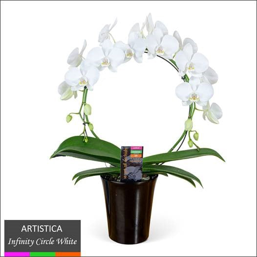 Orchid, Infinity Style, Live Plant 5" (Colors Vary)