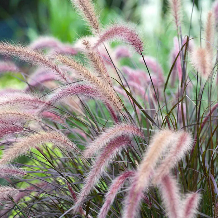 8" Ornamental Grass