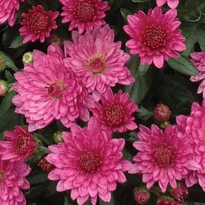 Garden Mum Paradiso Pink, Live Fall Plants 5"