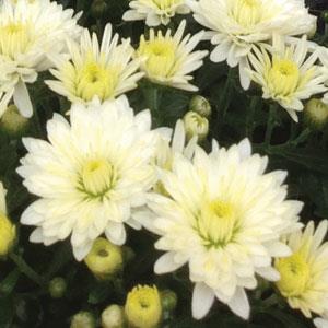 Garden Mum Paradiso White, Live Fall Plants 5"