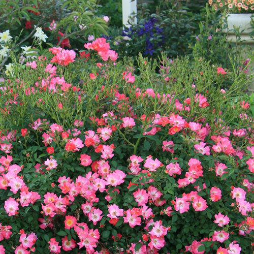 Rose, Pink Drift Flowering Shrub, 2 Gallon Container