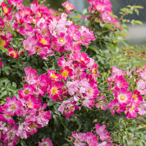 Rose, Pink Drift Flowering Shrub, 2 Gallon Container