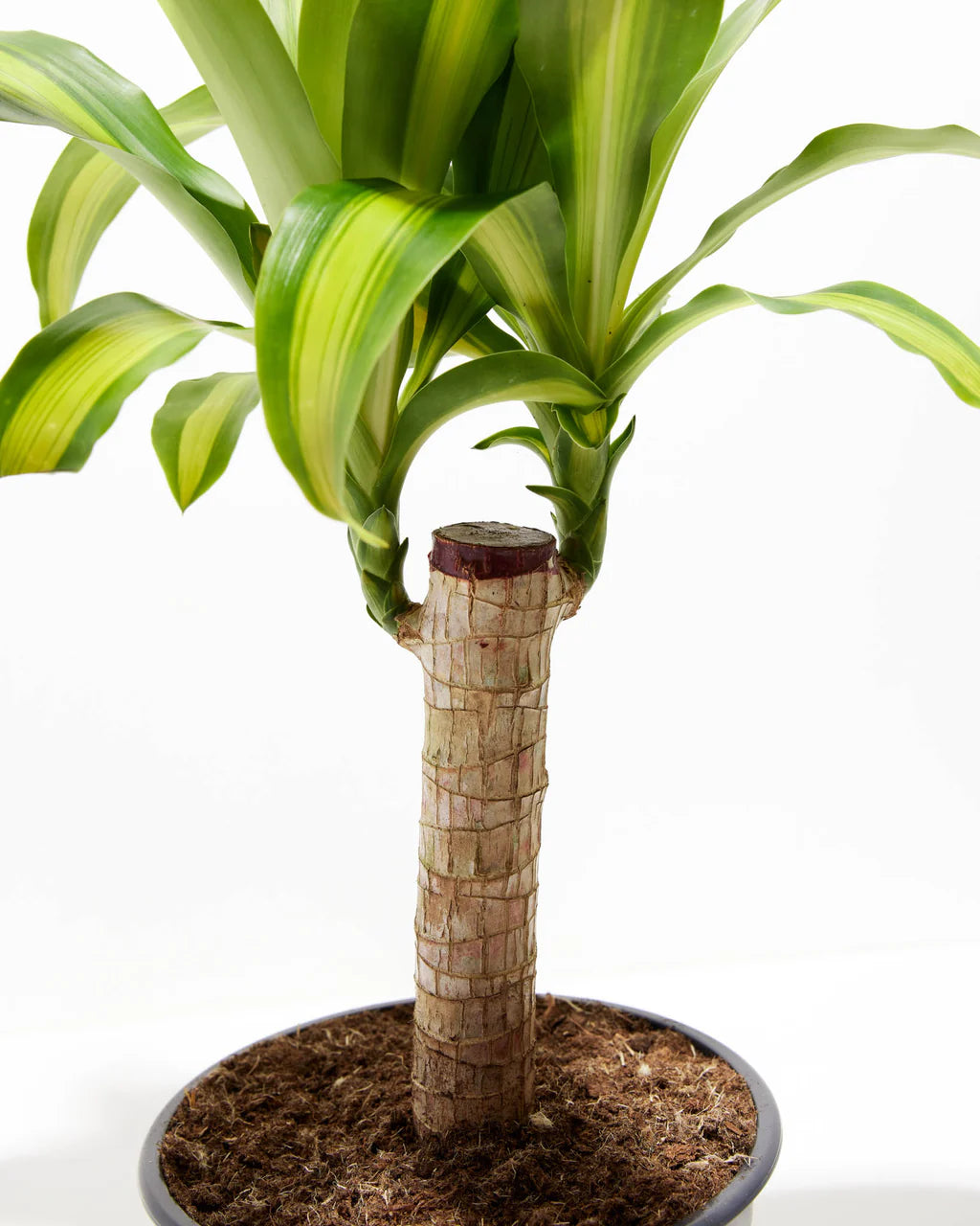 Corn Plant/Mass Cane 'Dracaena Massangeana' 10in Pot
