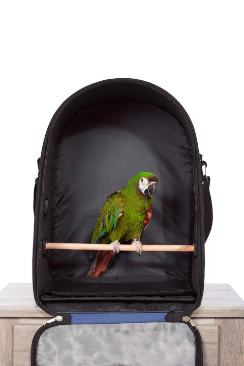 Prevue, Bird Carrier Backpack, Blue