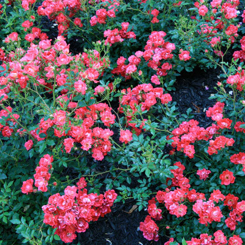 Rose, Red Drift Flowering Shrub, 2 Gallon Container