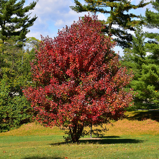 Maple Tree, Red Point, B&B, 3" Caliper