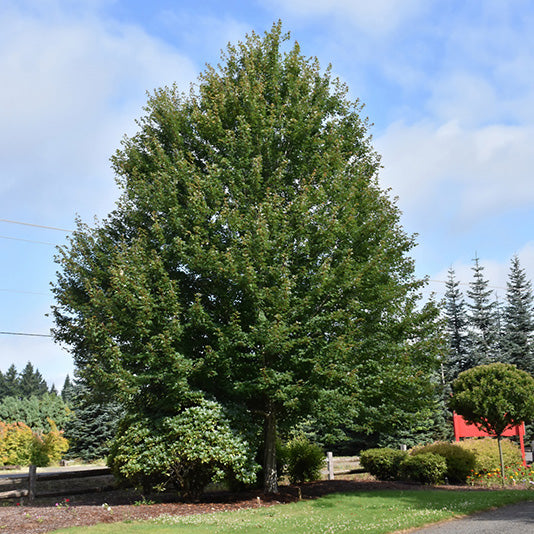 Maple Tree, Red Point, B&B, 3" Caliper