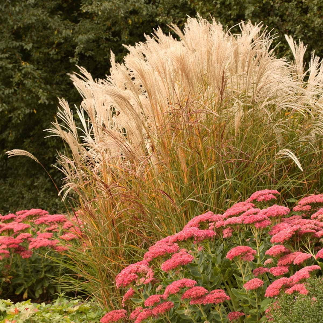 8" Ornamental Grass