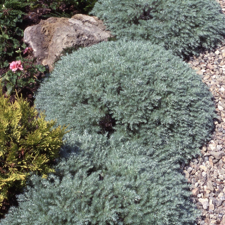 Artemesia, Silver Mound Foliage Perennial, 1 Gallon Container