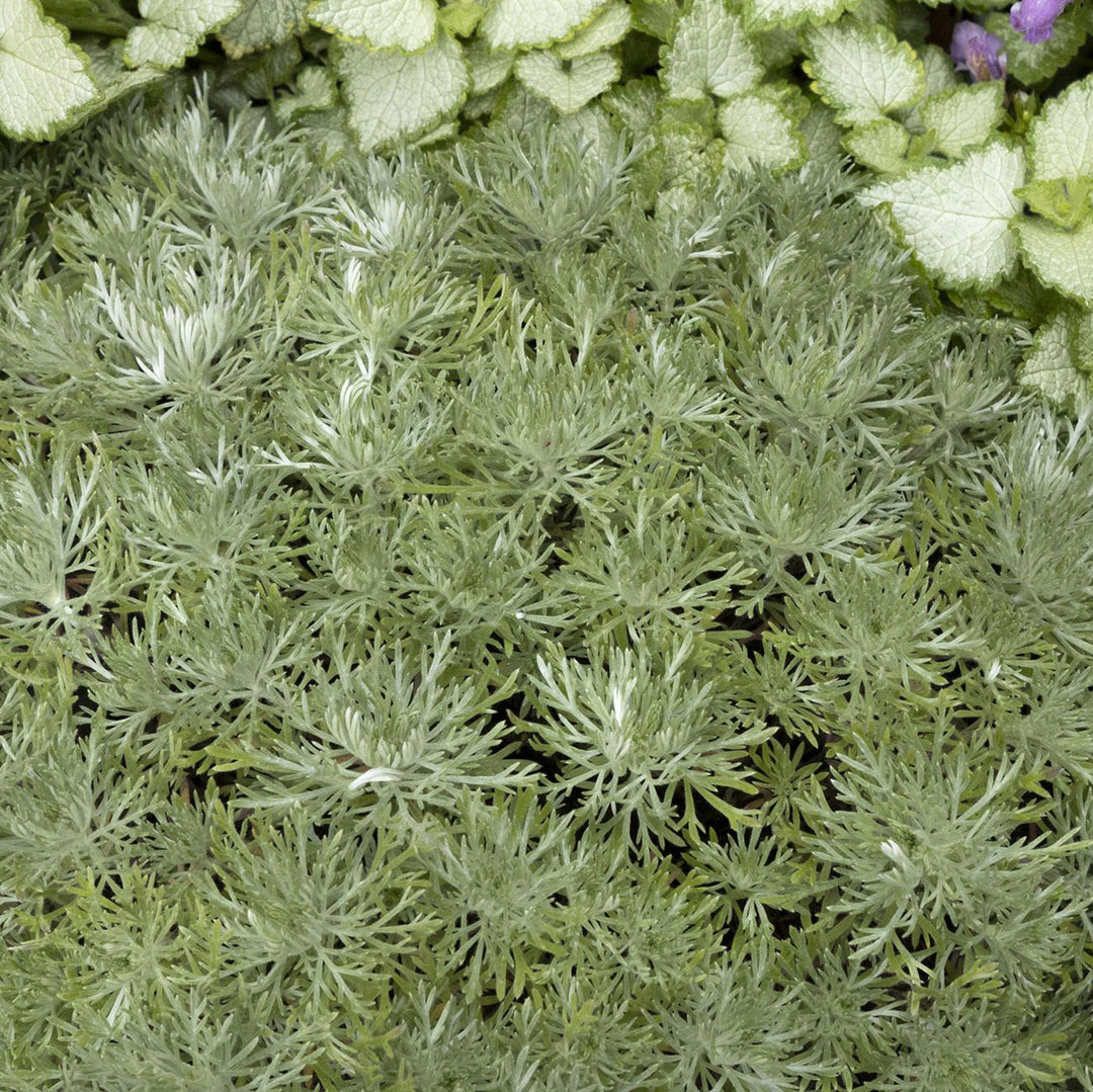 Artemesia, Silver Mound Foliage Perennial, 1 Gallon Container