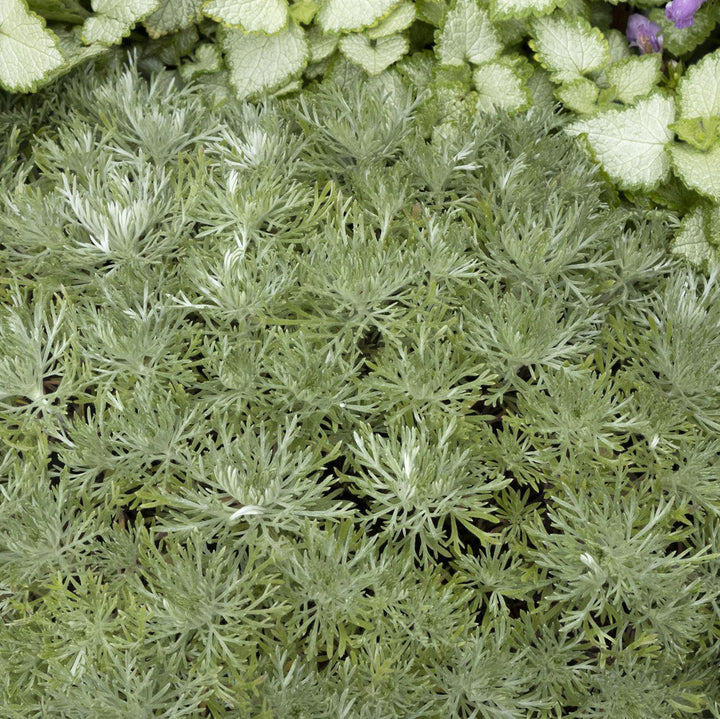 Artemesia, Silver Mound Foliage Perennial, 1 Gallon Container