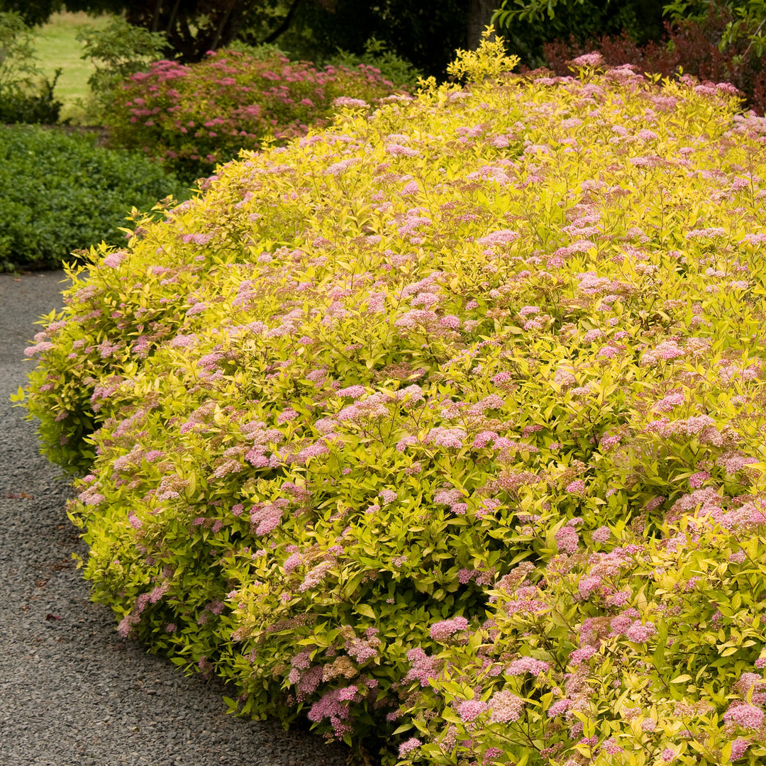 Spirea Shrub, 3 Gallon Container