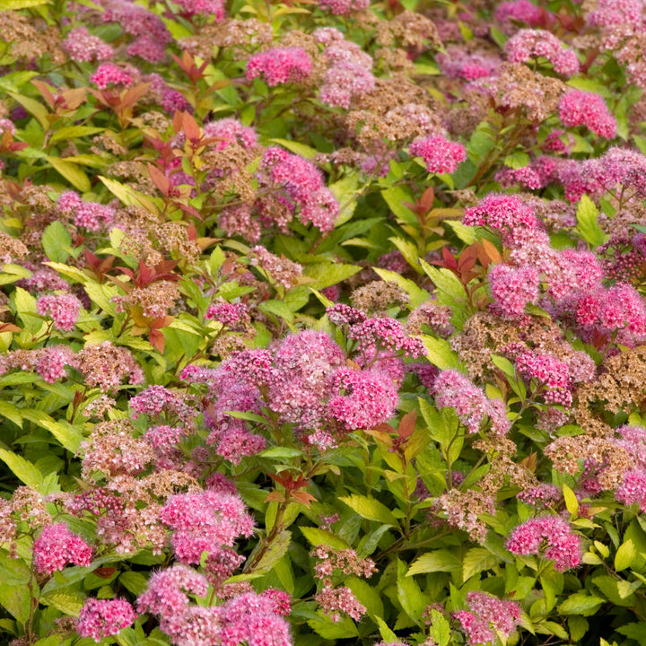 Spirea Shrub, 3 Gallon Container