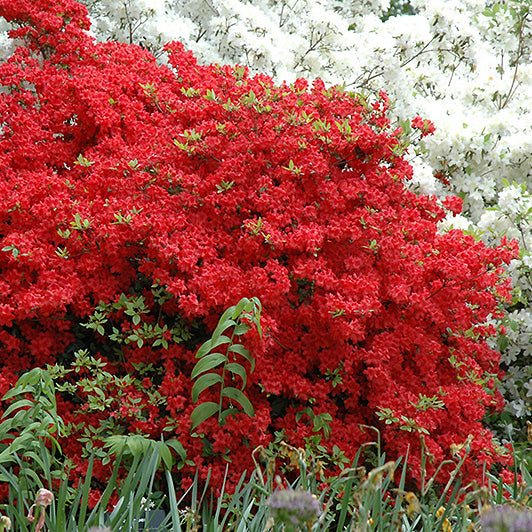 Azalea, Stewartsonian Flowering Shrub, 3 Gallon Container